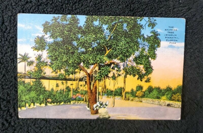 Florida Sausage Tree Kigelia Pinnata Vintage Postcard Antique Price